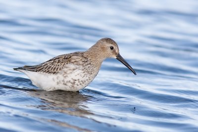 Dunlin - Bonte strandloper