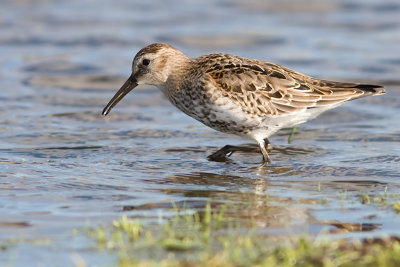 Dunlin - Bonte strandloper