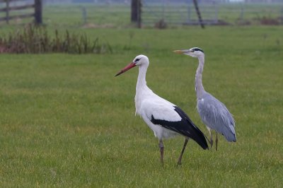 White Stork and Grey Herom - Ooievaar en Blauwe Reiger- Ciconia ciconia & Ardea cinerea