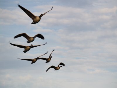 It's a bit out of focus, but geese don't pose.