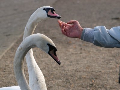 The swans are so tame, they were eating bread from this guy's mouth