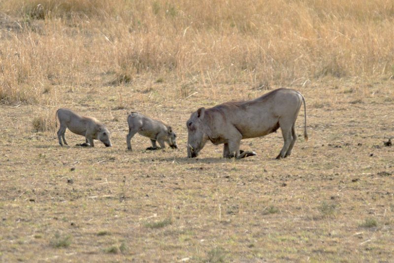 Warthog and young