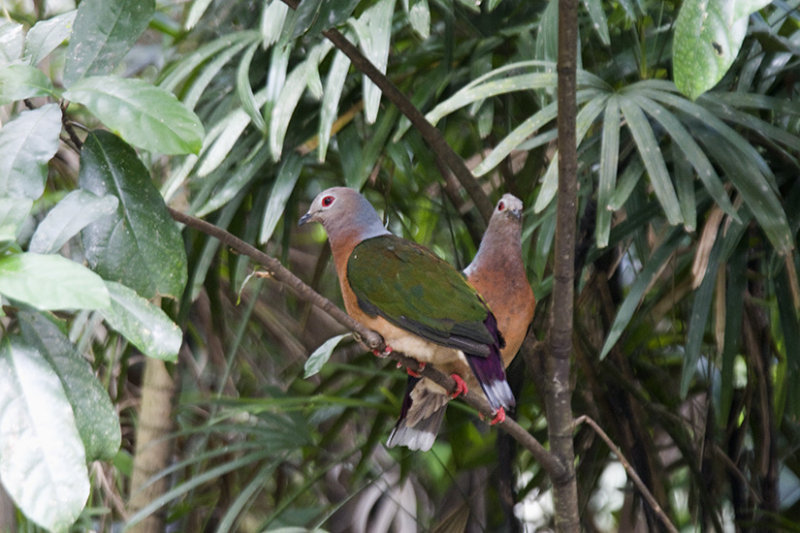 Purple-tailed Imperial-Pigeon