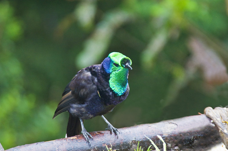 Ribbon-tailed Astrapia