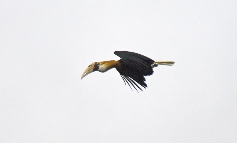 Blyths Hornbill male