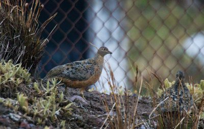 Rufous-bellied Seedsnipe