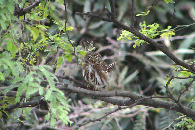 Pacific Pygmy-Owl Digiscoped