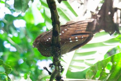 Oilbird
