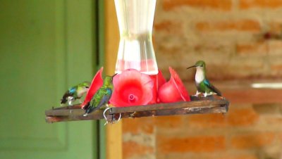 Green-crowned Woodnymph females