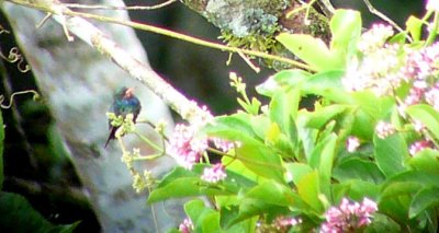 Rufous-throated Sapphire Digiscoped