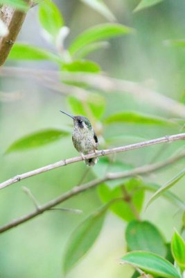 Speckled Hummingbird