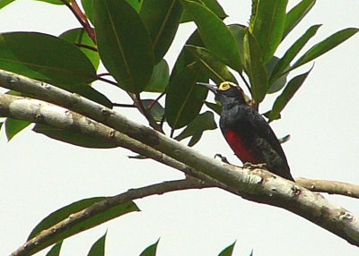 Yellow-tufted Woodpecker  Digiscoped
