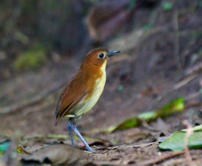 Yellow-breasted Antpitta - Willy
