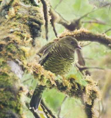 Barred Fruiteater