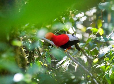 Andean Cock-of-the-Rock