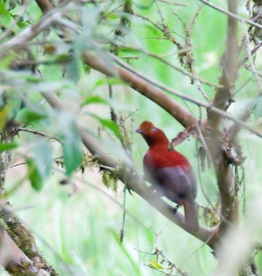 Andean Cock-of-the-Rock female