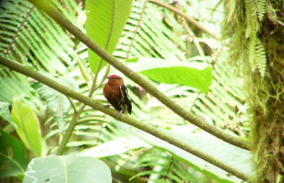 Club-winged Manakin Digiscoped