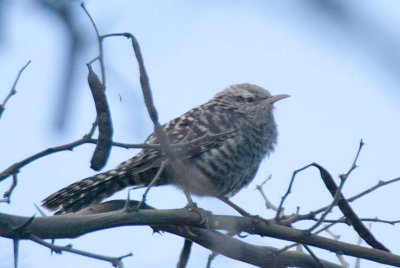 Fasciated Wren