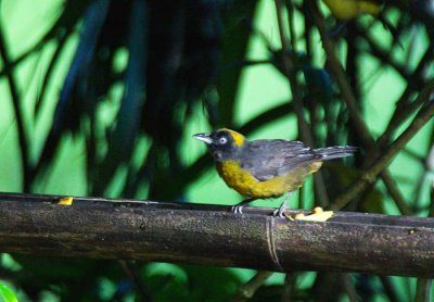 Dusky-faced Tanager