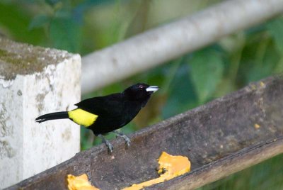 Lemon-rumped Tanager