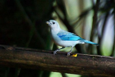 Blue-grey Tanager