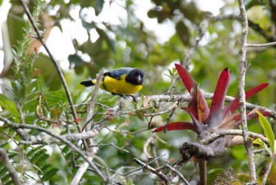 Hooded Mountain-Tanager