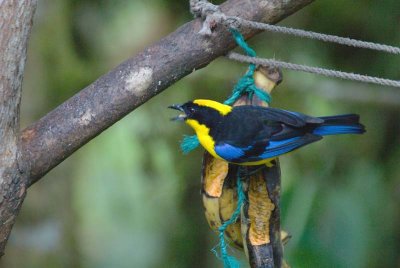 Blue-winged Mountain-Tanager