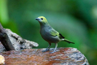 Palm Tanager