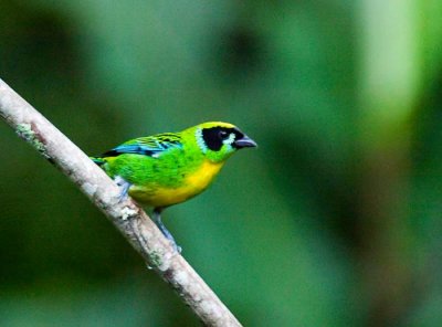 Green-and-gold Tanager