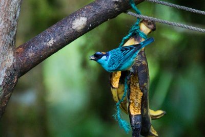 Golden-naped Tanager