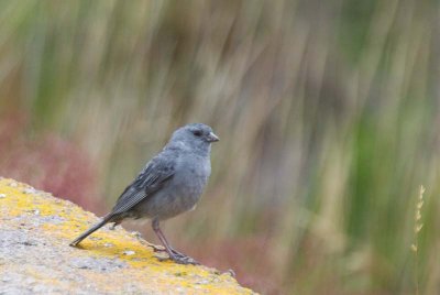 Wrens to Finches (includes Tanagers)