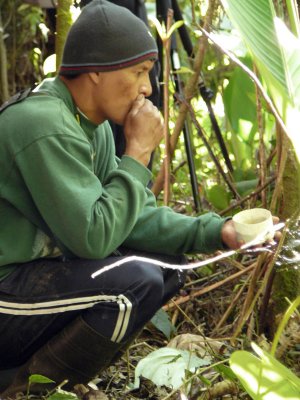 Angel Paz calling a Moustached Antpitta (Washington) with cup of worms in his hand