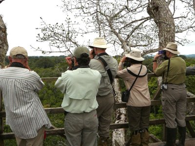 Birding from the Napo canopy tower
