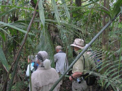 Amazon jungle birding