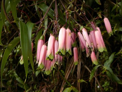 Podocarpus National Park