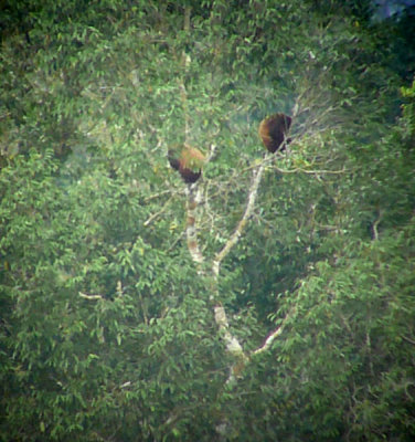 Red howler monkeys digiscoped  at the NWC