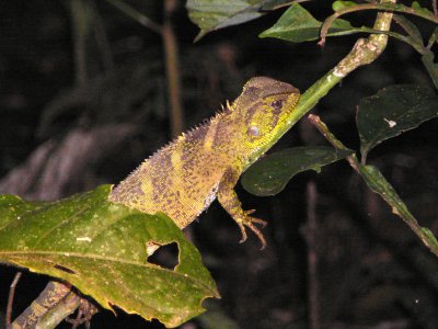 Enyaloides or Sacharunal Lizard - NWC
