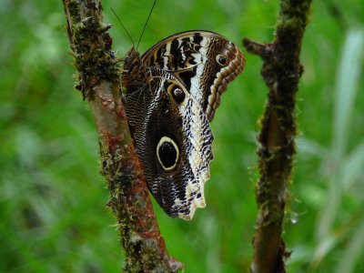 Owl butterfly - Milpe