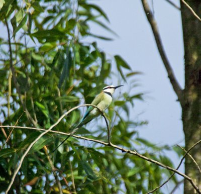 White-Throated Bee-eater