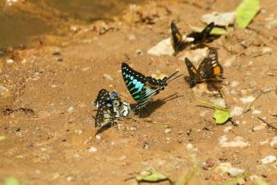 Butterflies