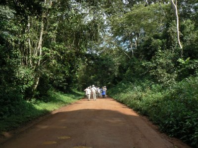 Busingiro Forest