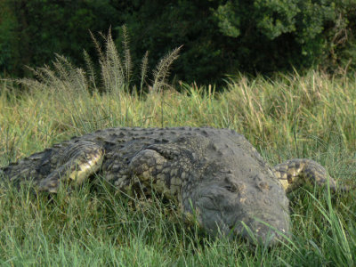 Nile crocodilie