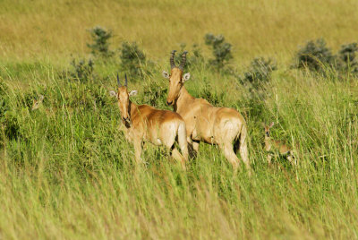 Hartebeest