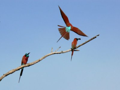 Northern Carmine Bee-eaters
