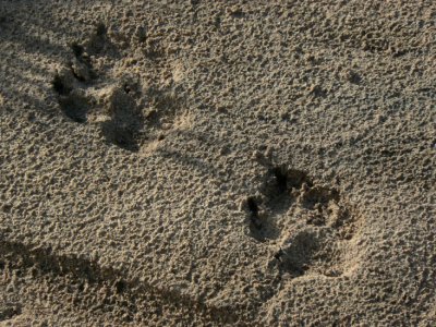 Cat tracks