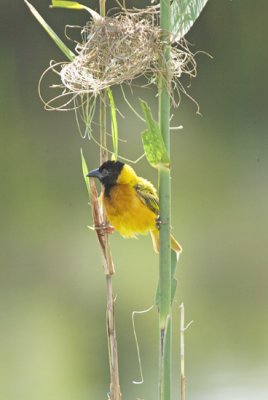 Black-headed Weaver