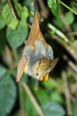 Yellow-winged Bat