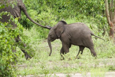 Elephant calf