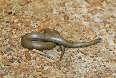 Slug-eater Snake