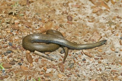 Slug-eater Snake
